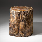 Genuine Natural Petrified Wood Log