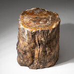 Genuine Natural Petrified Wood Log