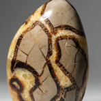 Genuine Polished Septarian Freeform