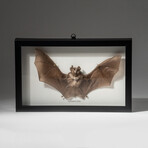 Genuine Natural Rhinolophus Lepidus Bat