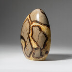 Genuine Polished Septarian Freeform