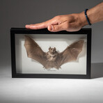 Genuine Natural Rhinolophus Lepidus Bat