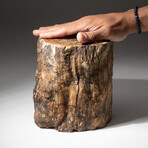 Genuine Natural Petrified Wood Log