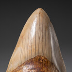 Genuine Megalodon Shark Tooth In Display Box // Large // V4