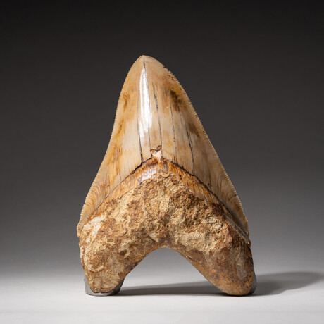 Genuine Megalodon Shark Tooth In Display Box // Large // V5