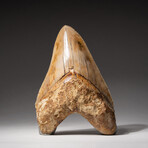 Genuine Megalodon Shark Tooth In Display Box // Large // V5