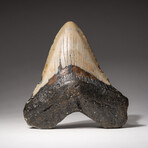 Genuine Megalodon Shark Tooth In Display Box // V13