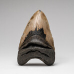 Genuine Megalodon Shark Tooth In Display Box // Large // V3