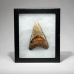 Genuine Megalodon Shark Tooth In Display Box // V14