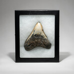 Genuine Megalodon Shark Tooth In Display Box // V15