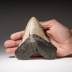 Genuine Megalodon Shark Tooth In Display Box // V13