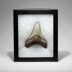Genuine Megalodon Shark Tooth In Display Box // V16