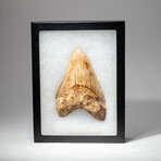 Genuine Megalodon Shark Tooth In Display Box // Large // V5