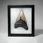 Genuine Megalodon Shark Tooth In Display Box // V1