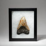 Genuine Megalodon Shark Tooth In Display Box // V10