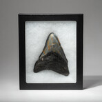 Genuine Megalodon Shark Tooth In Display Box // V3