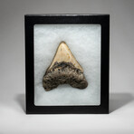 Genuine Megalodon Shark Tooth In Display Box // V12