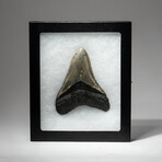 Genuine Megalodon Shark Tooth In Display Box // V6