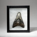 Genuine Megalodon Shark Tooth In Display Box // V9