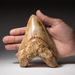 Genuine Megalodon Shark Tooth In Display Box // Large // V5