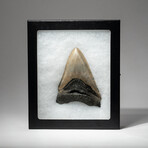 Genuine Megalodon Shark Tooth In Display Box // V19
