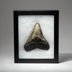 Genuine Megalodon Shark Tooth In Display Box // V2