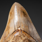 Genuine Megalodon Shark Tooth In Display Box // Large // V5