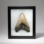 Genuine Megalodon Shark Tooth In Display Box // V8