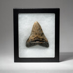 Genuine Megalodon Shark Tooth In Display Box // V17