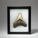 Genuine Megalodon Shark Tooth In Display Box // V5