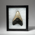 Genuine Megalodon Shark Tooth In Display Box // V4