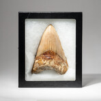 Genuine Megalodon Shark Tooth In Display Box // Large // V4