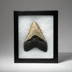 Genuine Megalodon Shark Tooth In Display Box // V18