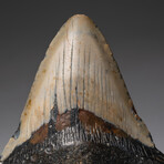 Genuine Megalodon Shark Tooth In Display Box // V13