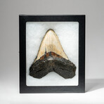 Genuine Megalodon Shark Tooth In Display Box // V13