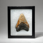 Genuine Megalodon Shark Tooth In Display Box // V7