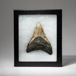 Genuine Megalodon Shark Tooth In Display Box // V20