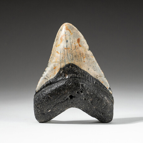 Genuine Megalodon Shark Tooth In Display Box // V18