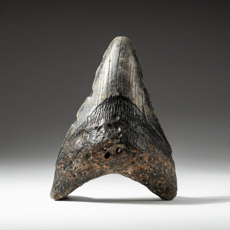 Genuine Megalodon Shark Tooth In Display Box // V9