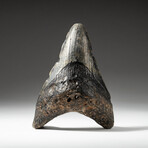 Genuine Megalodon Shark Tooth In Display Box // V9