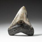 Genuine Megalodon Shark Tooth In Display Box // V2