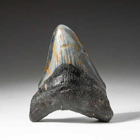 Genuine Megalodon Shark Tooth In Display Box // V3
