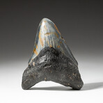 Genuine Megalodon Shark Tooth In Display Box // V3