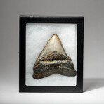 Genuine Megalodon Shark Tooth In Display Box // V11