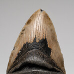 Genuine Megalodon Shark Tooth In Display Box // Large // V3