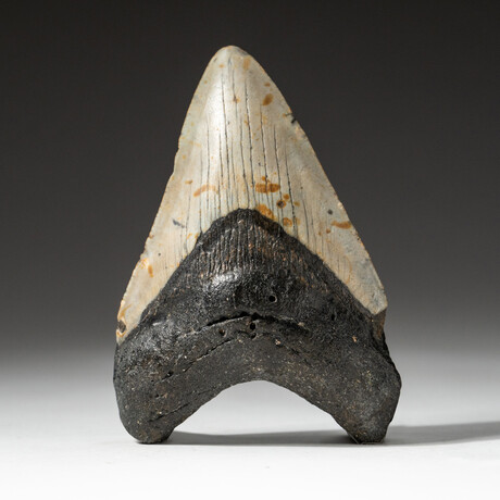 Genuine Megalodon Shark Tooth In Display Box // V4