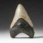 Genuine Megalodon Shark Tooth In Display Box // V4