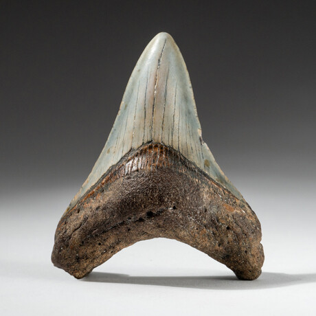 Genuine Megalodon Shark Tooth In Display Box // V16