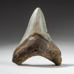 Genuine Megalodon Shark Tooth In Display Box // V16