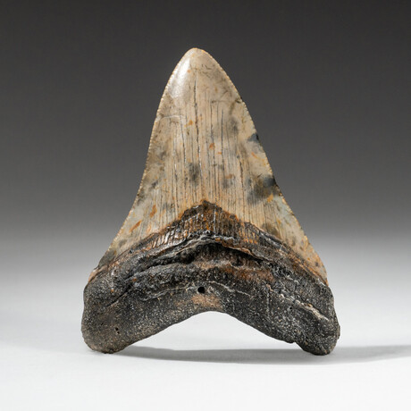 Genuine Megalodon Shark Tooth In Display Box // V17